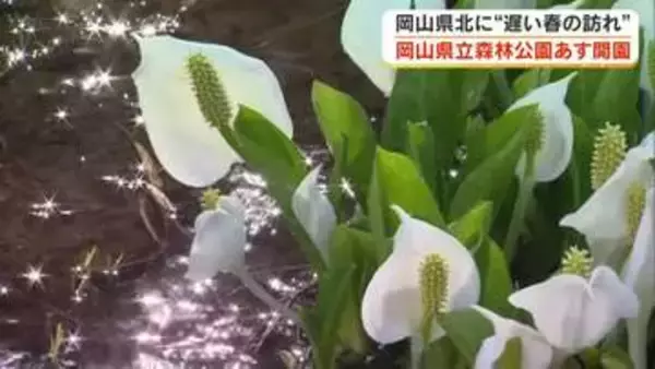 県立森林公園が４カ月半ぶりに開園へ　ミズバショウにザゼンソウ…渓流では魚も元気よく【岡山・鏡野町】