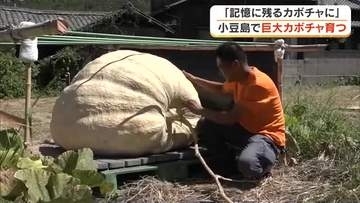 「日本一どでカボチャ大会」を前に…小豆島に移住の男性が記憶に残るカボチャを目指して栽培中【香川】