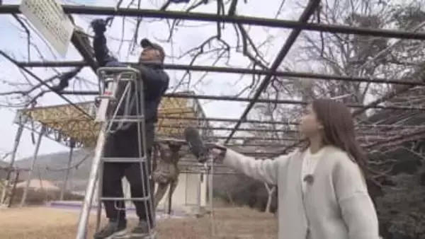 約１００種類楽しめる県内有数のフジの名所…和気町の「藤公園」でせん定作業本格化【岡山】