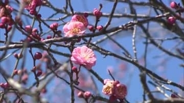 津山市の旧家の屋敷や風情ある景色に紅梅と白梅が“春の彩り”　前年より２０日ほど早く咲き始める【岡山】