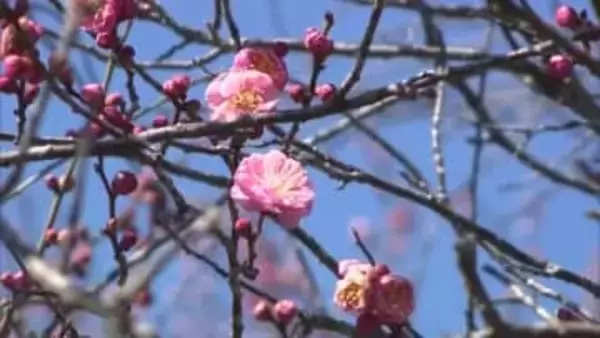 津山市の旧家の屋敷や風情ある景色に紅梅と白梅が“春の彩り”　前年より２０日ほど早く咲き始める【岡山】
