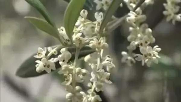 小豆島町の「道の駅」に２０品種・約２０００本のオリーブ　品種ごとに花が続々と見頃に【香川】