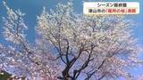 「県天然記念物・津山市阿波の「尾所の桜」満開に　推定樹齢５８０年で高さ１４メートル【岡山】」の画像1