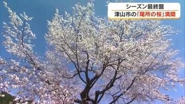 県天然記念物・津山市阿波の「尾所の桜」満開に　推定樹齢５８０年で高さ１４メートル【岡山】