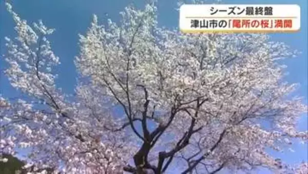 県天然記念物・津山市阿波の「尾所の桜」満開に　推定樹齢５８０年で高さ１４メートル【岡山】