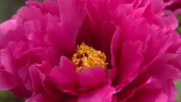 岡山市の自宅の庭で４００種類以上のボタン育てる８３歳男性　「車いすが通れる」よう敷地も２倍に【岡山】