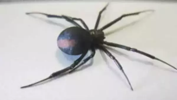 多度津町の高校グラウンドで部活動練習中の男子生徒が特定外来生物・セアカゴケグモにかまれる【香川】