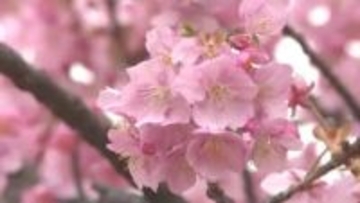 倉敷川沿いが“春の色”に　まちを華やかに彩る「千本桜」市は公共交通機関使った花見を呼びかけ【岡山】