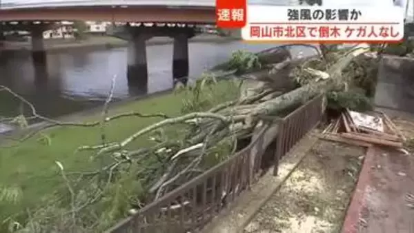 岡山市中心部の公園で高さ約２０メートルの木が倒れる　付近の街灯も根元から折れ大破　ケガ人なし【岡山】