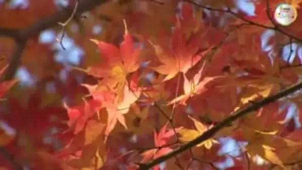 歴史的な名園らしく漂う“晩秋の風情”　「もみじまつり」開催中の津山市の鶴山公園で紅葉が見頃【岡山】