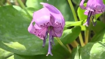 花言葉は「初恋」　はにかんでいるかのように春の風に揺れるカタクリの花　真庭市で見頃【岡山】