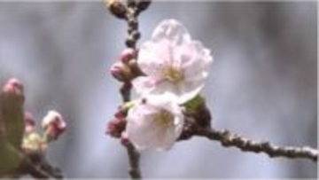 「さくら開花予想」発表　岡山・香川と中四国各県は？　気象情報会社のウェザーマップ発表