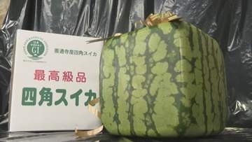卸値は１個１万円「四角スイカ」産地の善通寺市で出荷始まる　甘みが少なく食用には向きません…【香川】