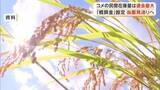 「「コメ余り」で…ＪＡ晴れの国岡山、２０２６年産米の概算金設定困難として異例の「見送り」【岡山】」の画像1