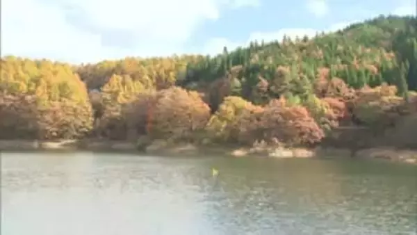 湖畔は晩秋の装い…鏡野町の恩原湖で紅葉見ごろ　白樺とのコントラストも…岡山・鳥取県境近く【岡山】