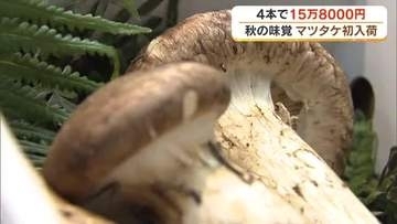 ４本で１５万８０００円の“秋の味覚”が店内に香る　岡山市のデパートに「マツタケ」が初入荷【岡山】