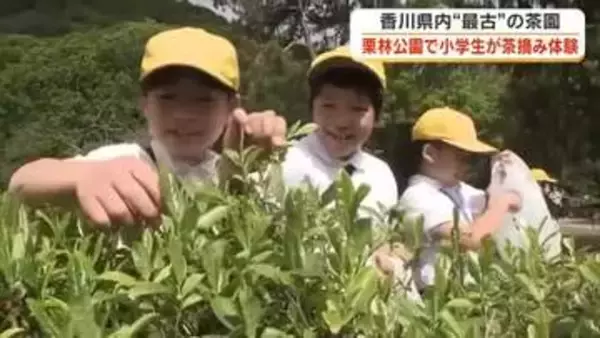 県内最古の茶園がある栗林公園で小学生が「一番茶」の手摘み体験　お茶は葉っぱから…と新たな学び【香川】