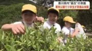 県内最古の茶園がある栗林公園で小学生が「一番茶」の手摘み体験　お茶は葉っぱから…と新たな学び【香川】