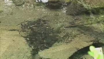 【涼を求めて】３）自然が育んだ湧き水を手ですくい喉元へ…日本の名水百選・塩釜の冷泉【岡山・真庭市】