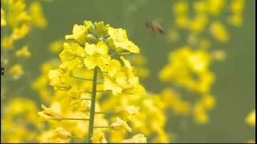 鮮やかな“黄色のじゅうたん”に県外客は絶賛！奈義町の田園地帯で菜の花が見頃　桜との競演も【岡山】