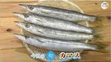 「年に２度旬を迎える魚！？「カマス」の魅力は鮮魚のプロおすすめの「塩焼き」で味わえるホクホク食感【瀬戸内旬紀行　岡山・香川発】」の画像1