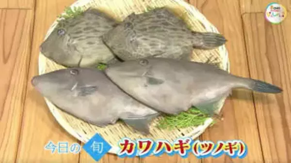 【瀬戸内旬紀行】透き通った白身に絡む肝の旨みは絶品！瀬戸内海の味「カワハギ」【岡山・香川】