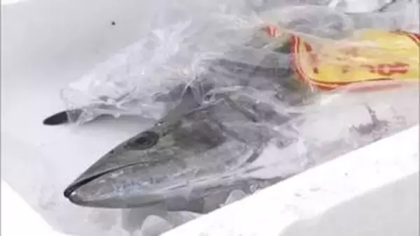 タイやサワラなどとれたての新鮮な魚を市価より格安で販売　岡山魚フェスタ開催【岡山】