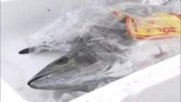 タイやサワラなどとれたての新鮮な魚を市価より格安で販売　岡山魚フェスタ開催【岡山】