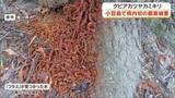 「特定外来生物「クビアカツヤカミキリ」による香川県内初の農業被害　小豆島町で発生【香川】」の画像1
