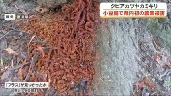 特定外来生物「クビアカツヤカミキリ」による香川県内初の農業被害　小豆島町で発生【香川】