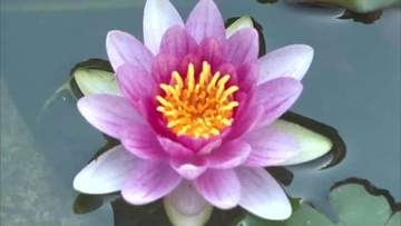 大原美術館で「モネのスイレン」咲き始める　代表作「睡蓮」モチーフの花…株分け２６年で６０株に【岡山】