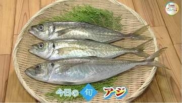 塩焼き、煮付けにフライ…幅広い調理法で食卓に並ぶ「アジ」４０センチの大物を刺身で味わう【岡山・香川発】