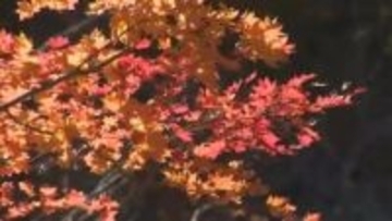 岡山県北　鏡野町上齋原の赤和瀬地区で紅葉が見ごろ　このところの冷え込みで一気に進む【岡山】