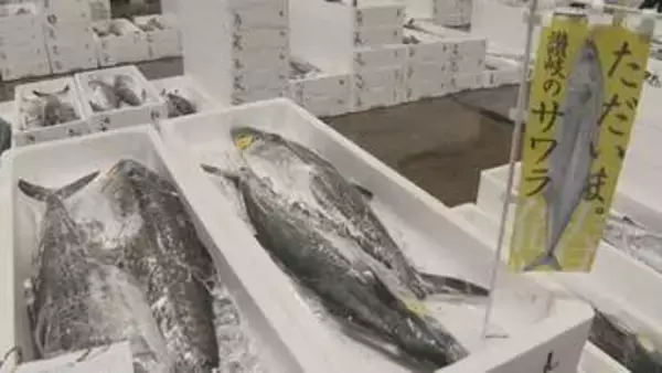 高松市中央卸売市場で瀬戸内の春の味覚「サワラ」の初競り　最高値は１キロ当たり２万円【香川】