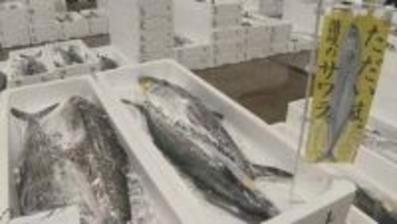 高松市中央卸売市場で瀬戸内の春の味覚「サワラ」の初競り　最高値は１キロ当たり２万２０００円【香川】