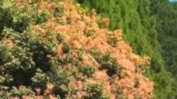 季節の移ろいにつれて緑・オレンジ・黄色…葉の色変える“虹の木”　鏡野町の「七色樫」色づき進む【岡山】