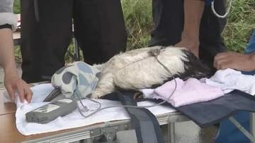 体長も８０～９０センチほどに順調に成長中…まんのう町で誕生「コウノトリ」３羽に足環を取り付け【香川】