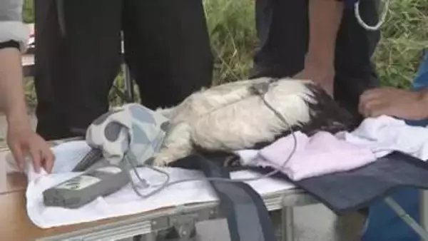 体長も８０～９０センチほどに順調に成長中…まんのう町で誕生「コウノトリ」３羽に足環を取り付け【香川】
