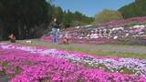 「花の色が織りなす“ハートマーク”も…西粟倉村のおおがや芝桜公園で約１．８万株のシバザクラ見頃【岡山】」の画像1