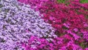 花の色が織りなす“ハートマーク”も…西粟倉村のおおがや芝桜公園で約１．８万株のシバザクラ見頃【岡山】