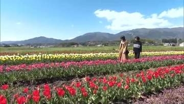 観賞する人とともに地域住民で育てた約２万本のチューリップ　奈義町の田園地帯で見頃【岡山】