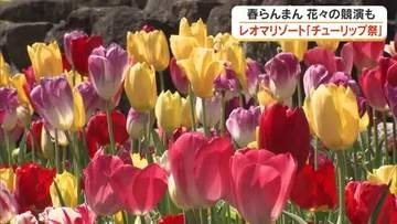 咲き競う約７万本のチューリップ…丸亀市綾歌町のレオマリゾートで見頃　しだれ桜やビオラも【香川】