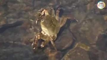 川の恵みを守るために…「モクズガニ」約２５０匹を津山市の吉井川などに放流【岡山】