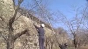 折れそうになった枝や病気の枝を切り落とし　津山市の鶴山公園でサクラのせん定作業始まる【岡山】