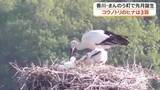 「巣立ちまで温かく見守って…まんのう町で誕生のコウノトリのヒナは３羽と判明　町内誕生４年連続【香川】」の画像1