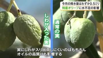 「雨降って」記録的少雨が小豆島産のオリーブに打撃　農家が悩む実のしわ、オイルの品質への影響【香川】