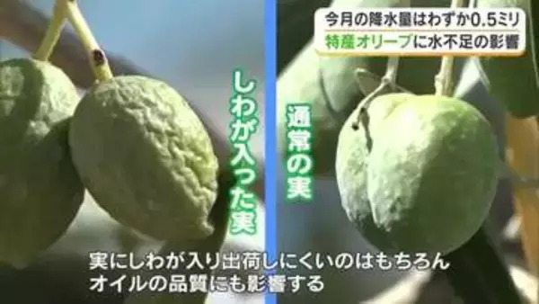 「雨降って」記録的少雨が小豆島産のオリーブに打撃　農家が悩む実のしわ、オイルの品質への影響【香川】