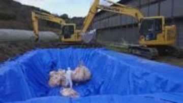 東かがわ市の養鶏場で発生の鳥インフルエンザ　一連の防疫措置完了と県が発表【香川】