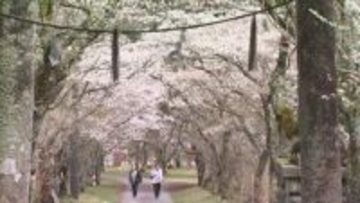 花びらが雨でしっとりと…蒜山高原にようやく春　真庭市の茅部神社で約５００本の桜が見ごろ【岡山】