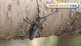 「岡山・香川で初確認　モモなどを枯らす特定外来生物「クビアカツヤカミキリ」の脅威【Ｒｅ：ｃｈａｎｇｅ】」の画像1